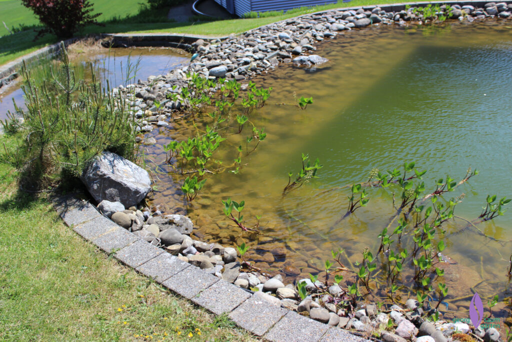 Pflanzen im Schwimmteich