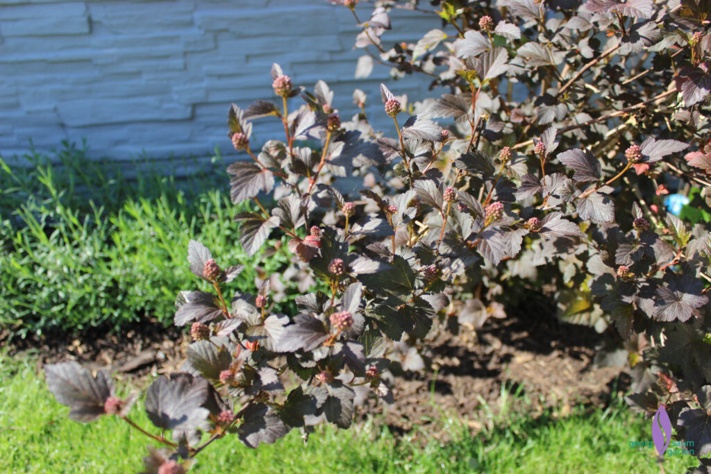 Physocarpus Diabolo kurz vor der Blüte