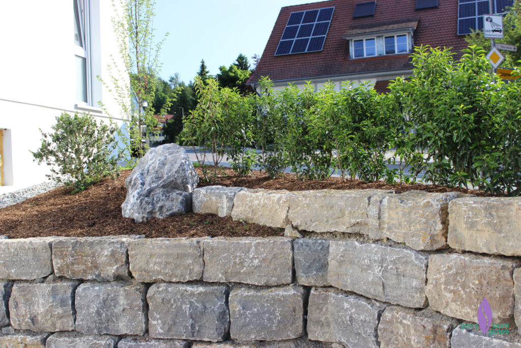 Würzburger mit Hecke Nahaufnahme